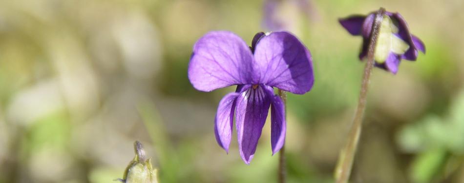 Voyages Duclos | Les origines de la Violette de Toulouse